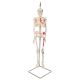 Mini-squelette Shorty avec muscles peints, suspendu A18/6