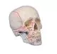 Crâne en 3 parties avec marquage musculaire 4509 Erler Zimmer