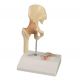 Articulation miniature de la hanche avec coupe transversale Erler Zimmer