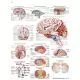 Planche anatomique le cerveau humain VR2615L