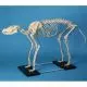 Squelette d'un chien grande taille Erler Zimmer