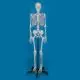 Squelette humain Ben sur support à 5 roulettes Erler Zimmer