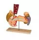 Anatomie Organes Internes Erler Zimmer W42509
