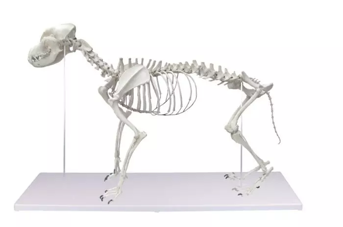 Squelette de chien taille naturelle Erler Zimmer VET1700