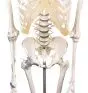 Squelette „Toni“ avec colonne vertébrale flexible et ligaments visibles - sur roulettes - 3013 Erler Zimmer