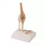 Articulation miniature du genou avec coupe transversale 4522 Erler Zimmer