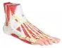 Modèle anatomique du pied, 9 parties M139 Erler Zimmer 