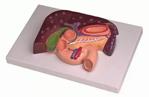 Modèle de foie avec vésicule biliaire, pancréas et duodénum K151 Erler Zimmer