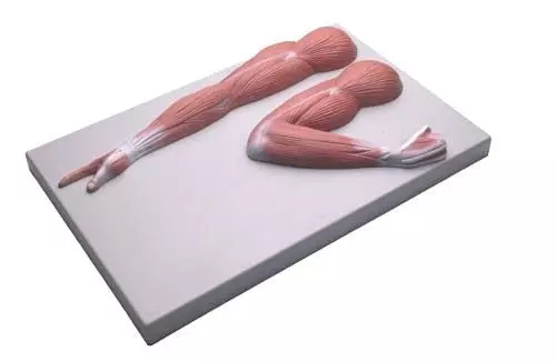 Modèle de muscles du bras M110 Erler Zimmer