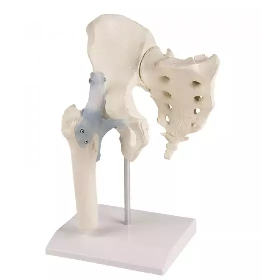 Hanche avec sacrum et ligaments et support 4554 Erler Zimmer