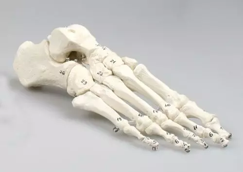 Modèle de squelette du pied, numéroté 6051 Erler Zimmer