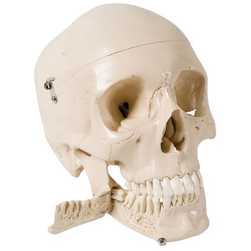Crâne humain, en 18 parties / Crânes / SVT