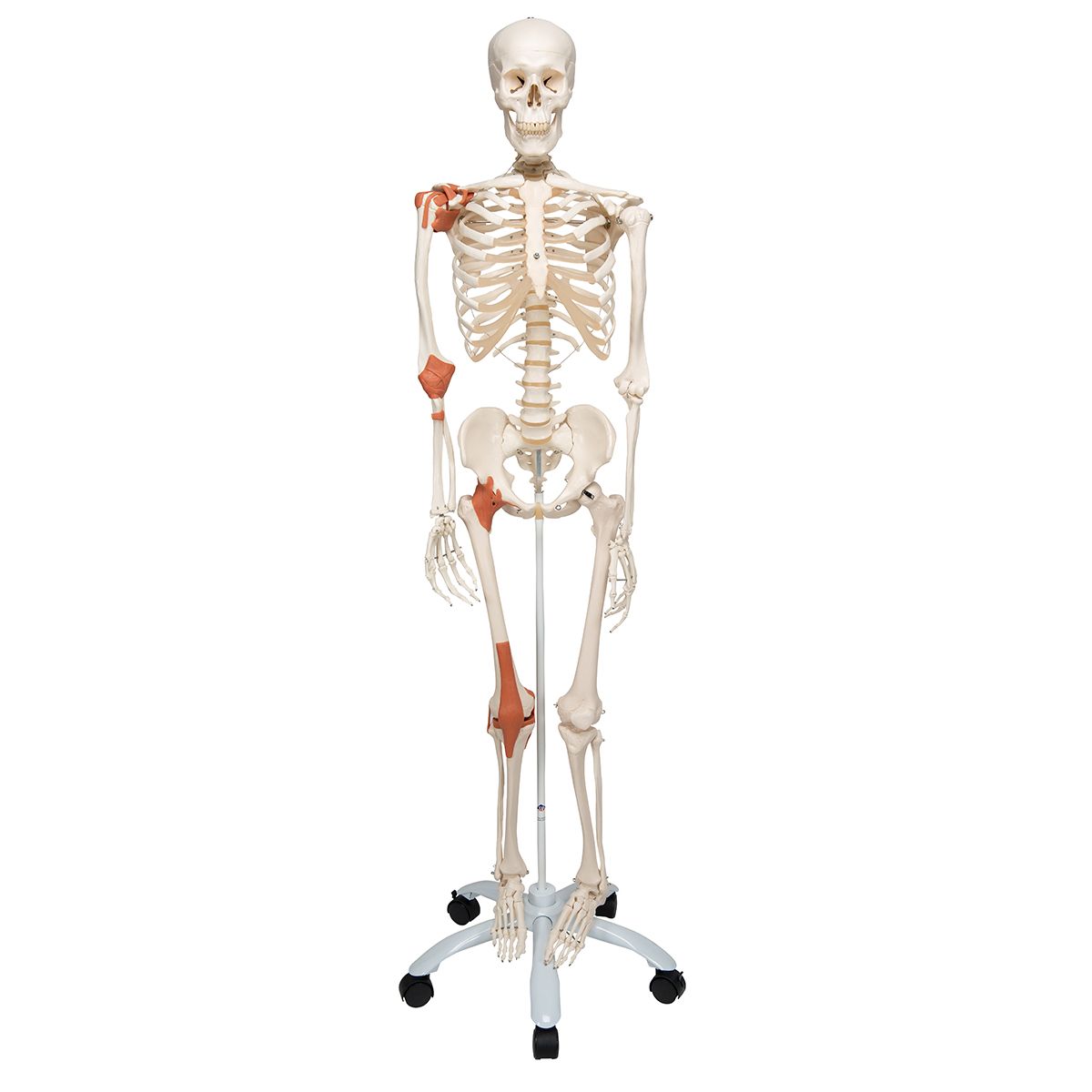 Leo Le Squelette Avec Ligaments A12 A 602 3 Materiel Medical Leo Le Squelette Avec Ligaments A12 A 602 3 Materiel Medical