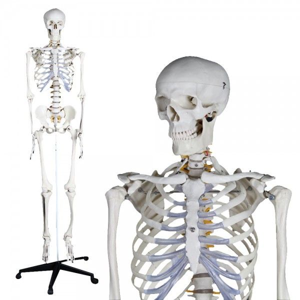 https://www.girodmedical.be/media/catalog/product/cache/5b155edbcf0169fd7cec967d14c80ba5/m/o/modele-anatomique-de-squelette-humain-180cm-mediprem.jpg