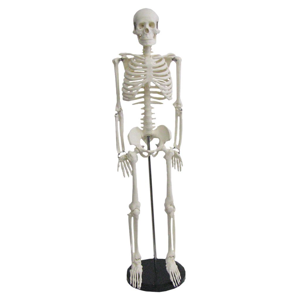 Squelette humain petit modèle - Jeulin