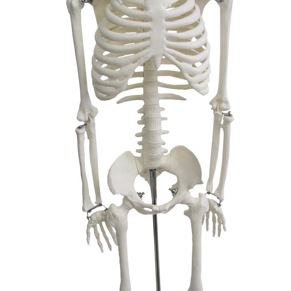 Medline  Mini squelette Shorty, muscles peints, sur socle A18/5