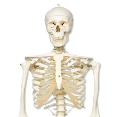 Squelette humain STAN A10 sur support à 5 roulettes