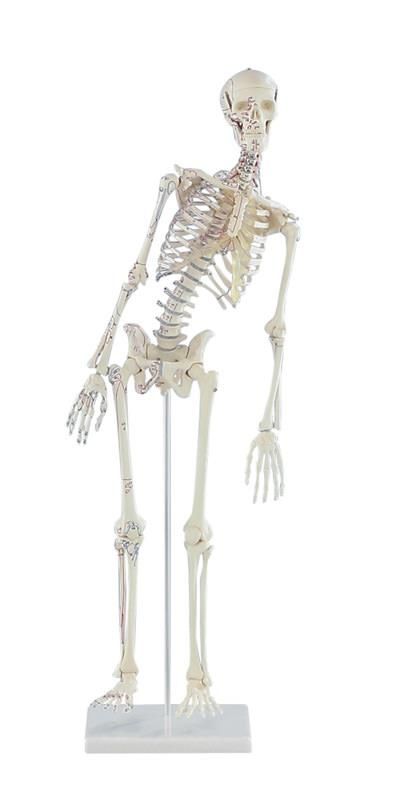 Modèle de Squelette humain miniature Shorty 85cm sur base Mediprem
