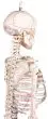 Squelette miniature „Fred“ avec colonne vertébrale flexible et marquage des muscles 3045 Erler Zimmer