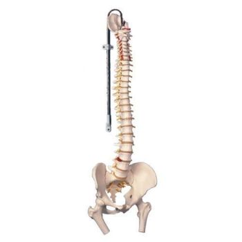Colonne avec moignon de femur A58/2