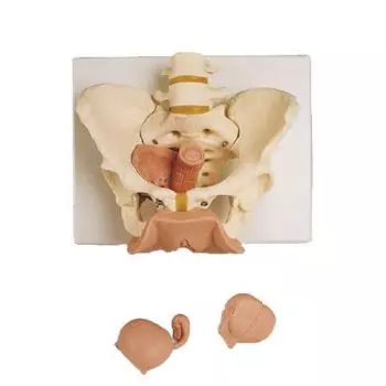 Squelette du bassin féminin avec organes génitaux, en 3 parties L31