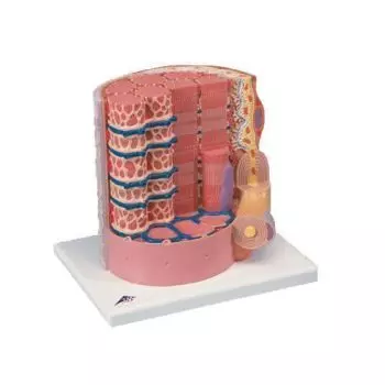 Fibre musculaire 3B MICROanatomy - agrandi 10.000 fois B60