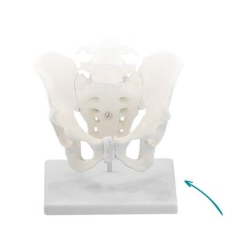  Socle support pour colonne vertébrale Erler Zimmer