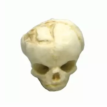 Modèle de crâne de fœtus de 17 semaines 4767 Erler Zimmer