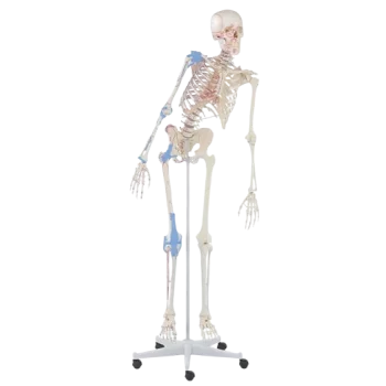 Squelette humain Max mobile avec marquage des muscles et ligaments Erler Zimmer