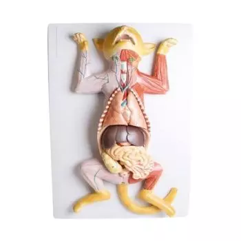 Modèle de dissection anatomique d'une chatte en gestation