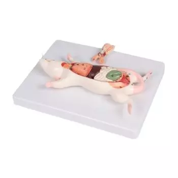Modèle de dissection anatomique du rat