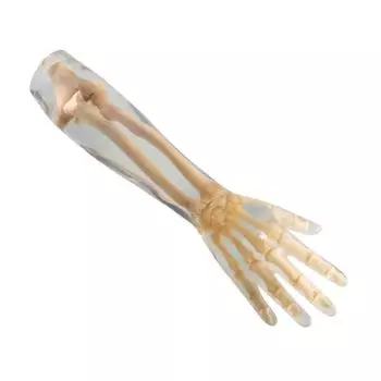 Fantôme radiographique avant-bras transparent Erler Zimmer