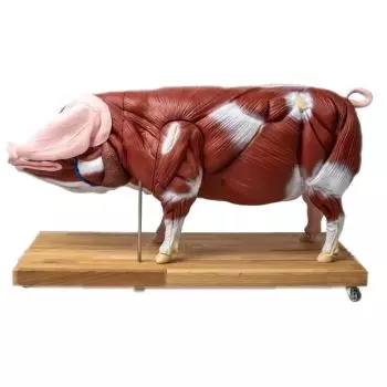 Modèle de cochon 1/2 grandeur nature Erler Zimmer