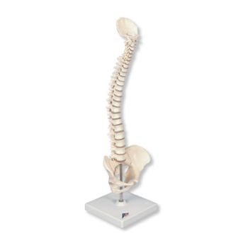 Colonne vertébrale miniature, élastique, sur support A18/21