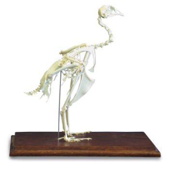 Squelette de faisan (Phasianus colchicus) T30044