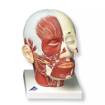 Musculature de la tête avec nerfs VB129
