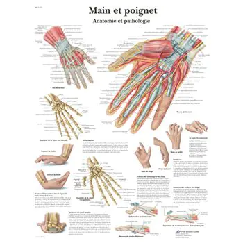 Planche anatomique Main et poignet - Anatomie et pathologie VR2171UU