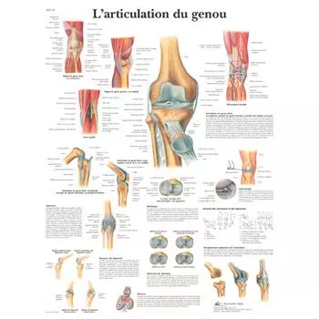 Planche anatomique L'articulation du genou VR2174UU