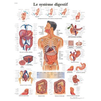 Planche anatomique Le système digestif VR2422UU