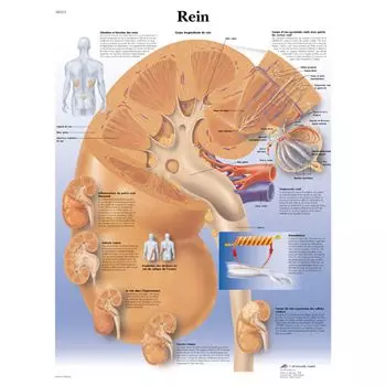 Planche anatomique Rein VR2515UU
