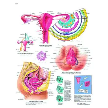 Planche anatomique Les organes génitaux féminins VR2532L