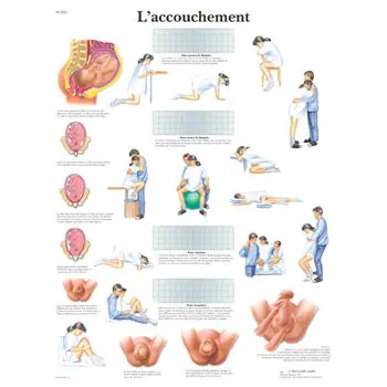 Planche anatomique L'accouchement VR2555L
