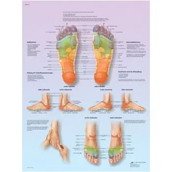 Planche anatomique Massage des zones réflexes  des pieds VR2810UU