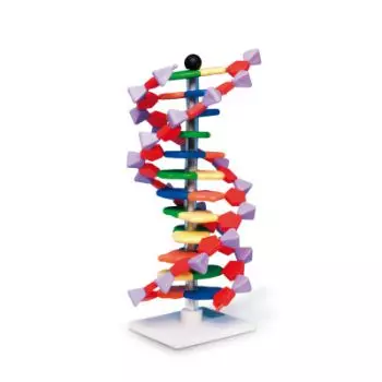 Modèle ADN double hélice miniDNA™ amélioré (12 segments) W19763 3B Scientific