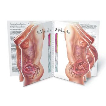 Présentoir de La vie in utero « Avec l’enfant » 3B Scientific W43076