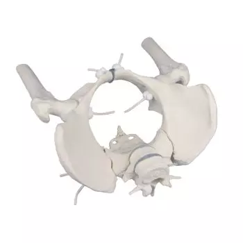 Bassin de femme avec sacrum, 2 vertèbres lombaires et cuisse, flexible