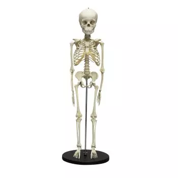 Squelette anatomique d'un enfant de 5 ans Erler Zimmer 2800