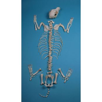 Squelette de chien Erler Zimmer VET3020