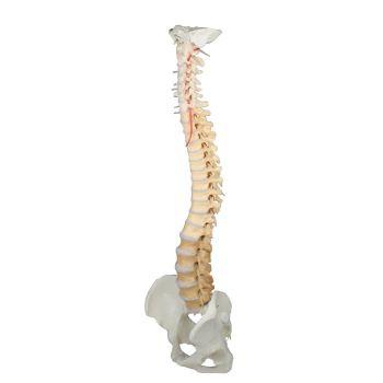 Colonne vertébrale didactique colorée avec bassin démontable et socle 4010 Erler Zimmer 