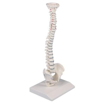 Colonne vertébrale miniature élastique 4001 Erler Zimmer